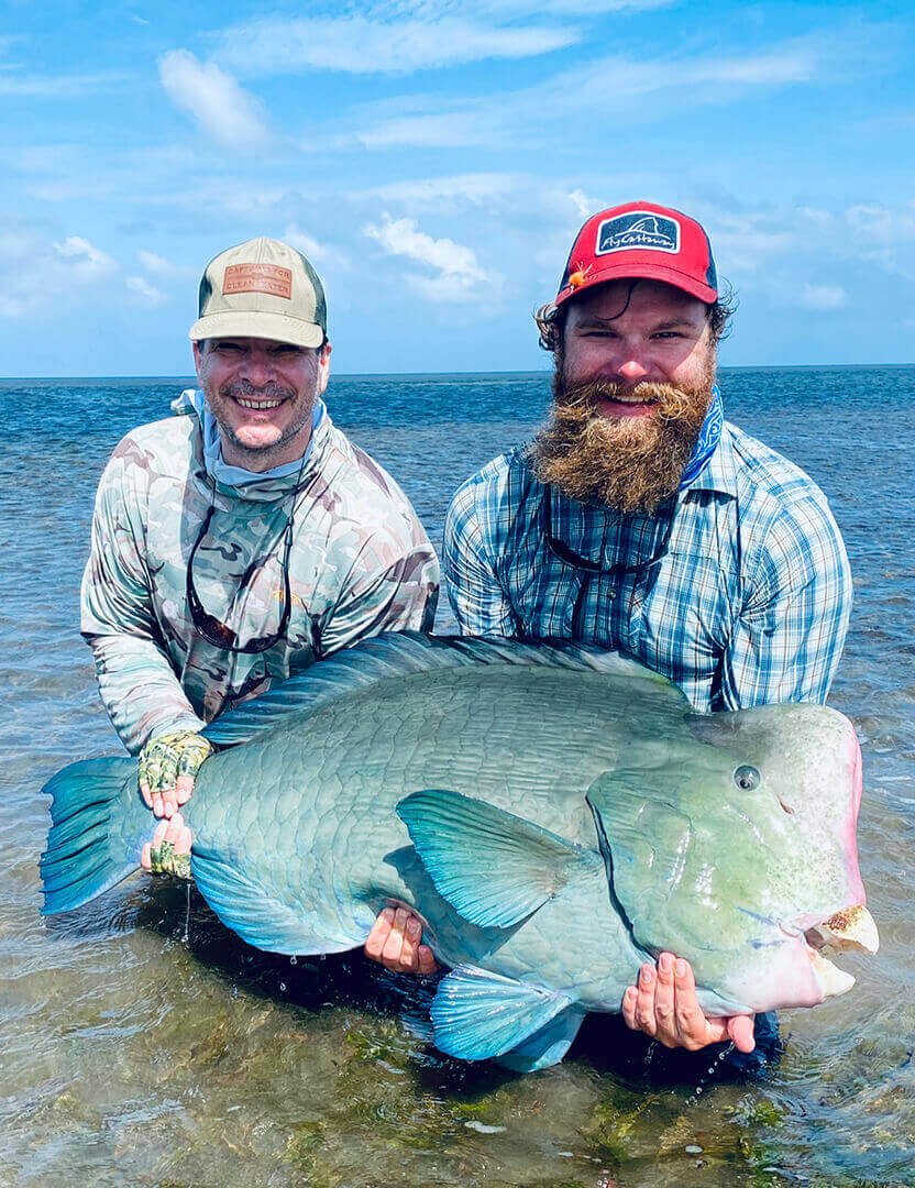 Bumphead-Parrotfish