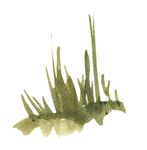 element-seaside-grass